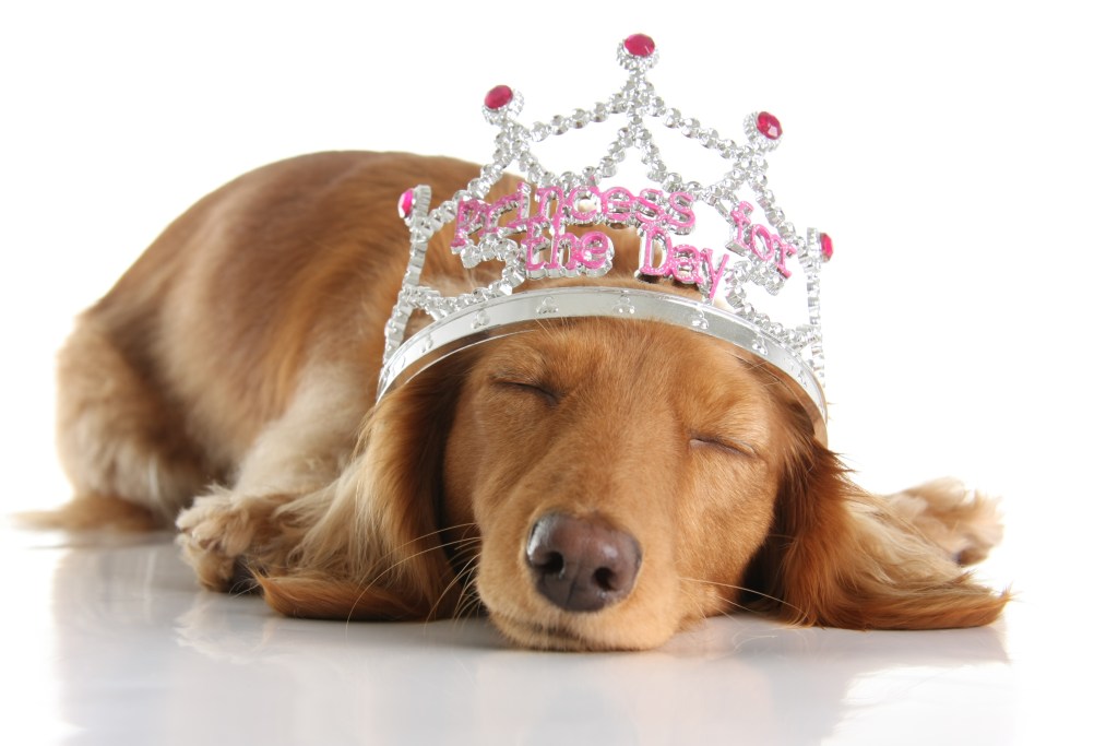 A tired Dachshund wears a tiara while sleeping