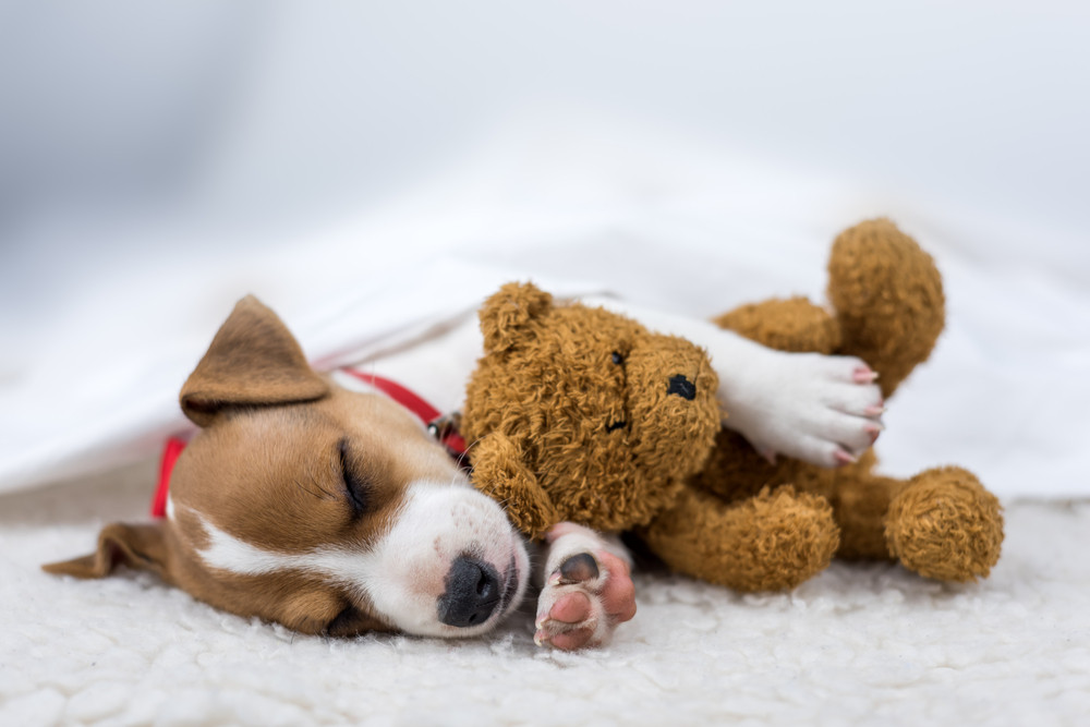 Sleeping dog with teddy bear toy