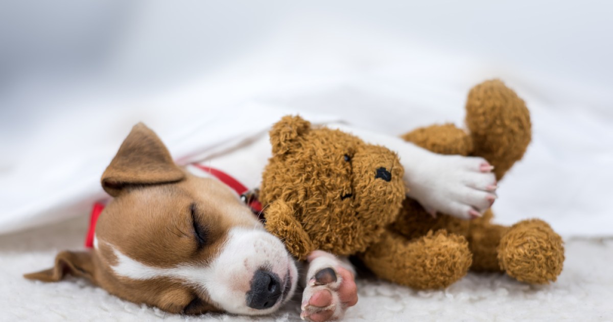 4 geriausios „BarkBox“ alternatyvos, kurias turėtumėte apsvarstyti savo šuniui