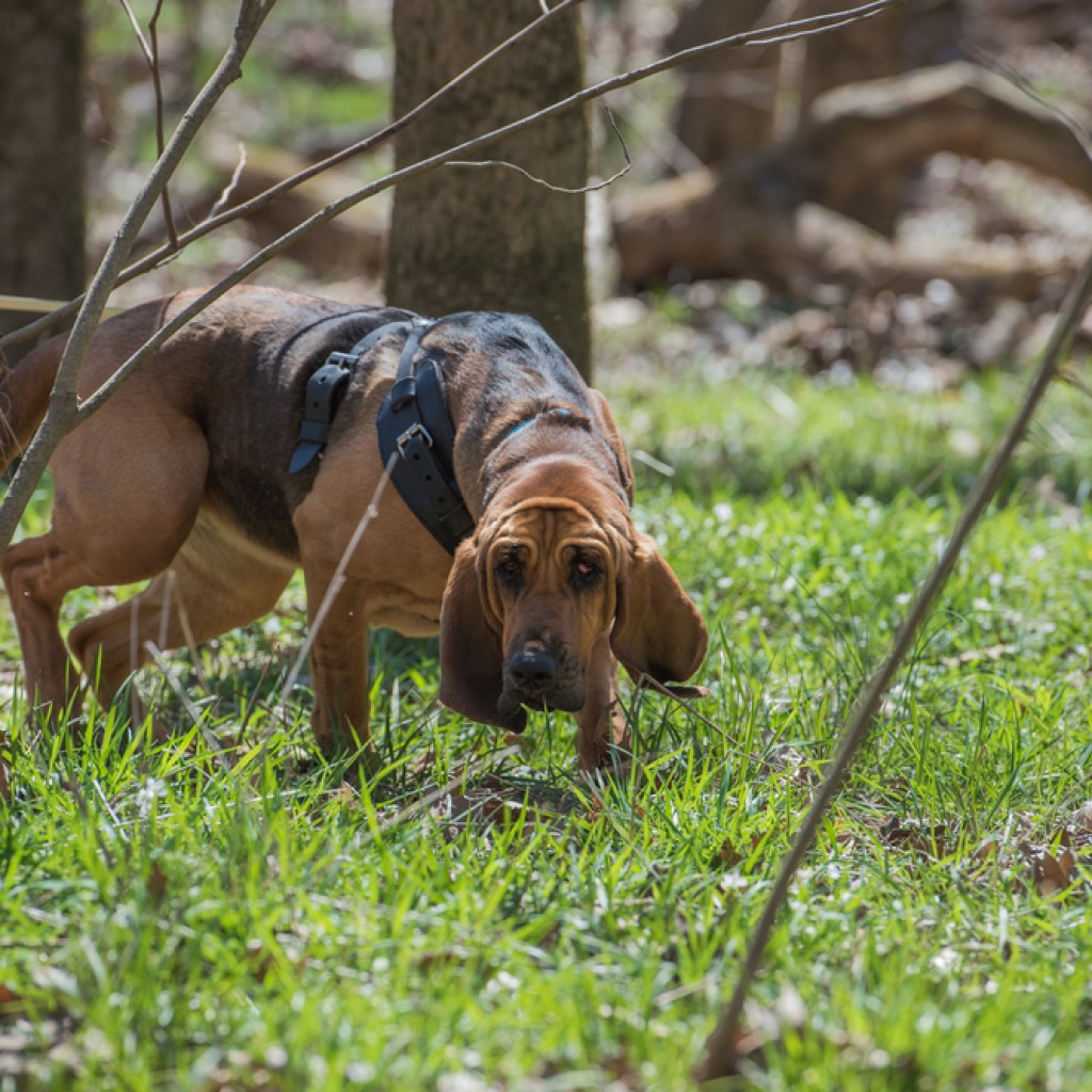 bloodhound tracking in forest