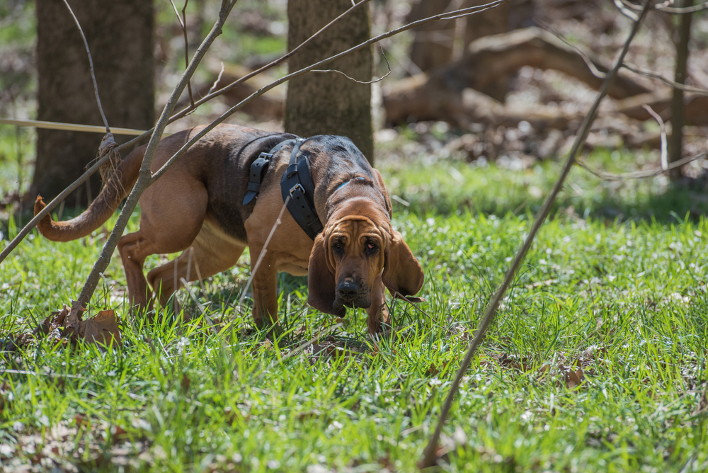 bloodhound tracking in forest