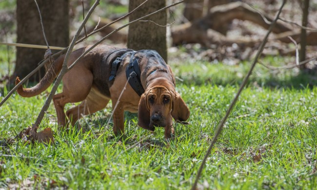 Bloodhound tracking in forest