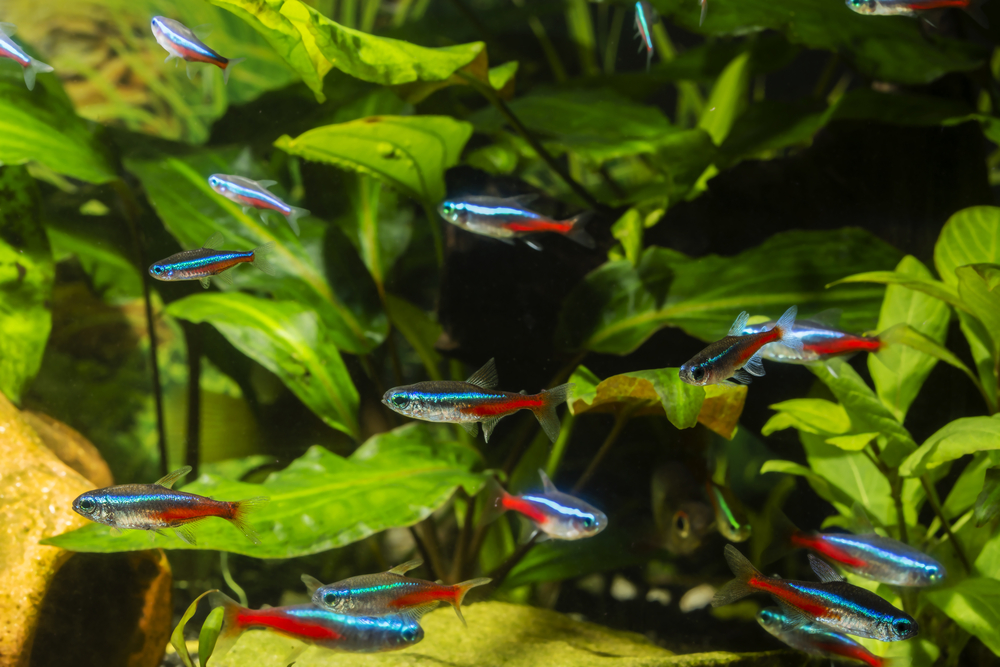 8 Best Fish For First Time Fish Owners | Pawtracks