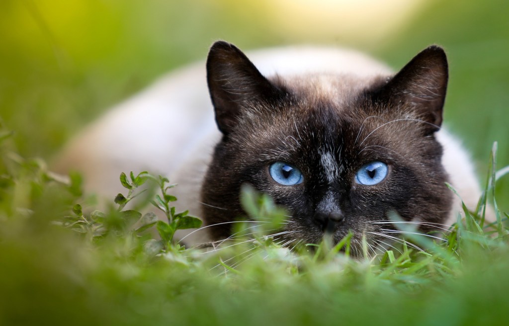 Siamese cat crouched down in a grassy area
