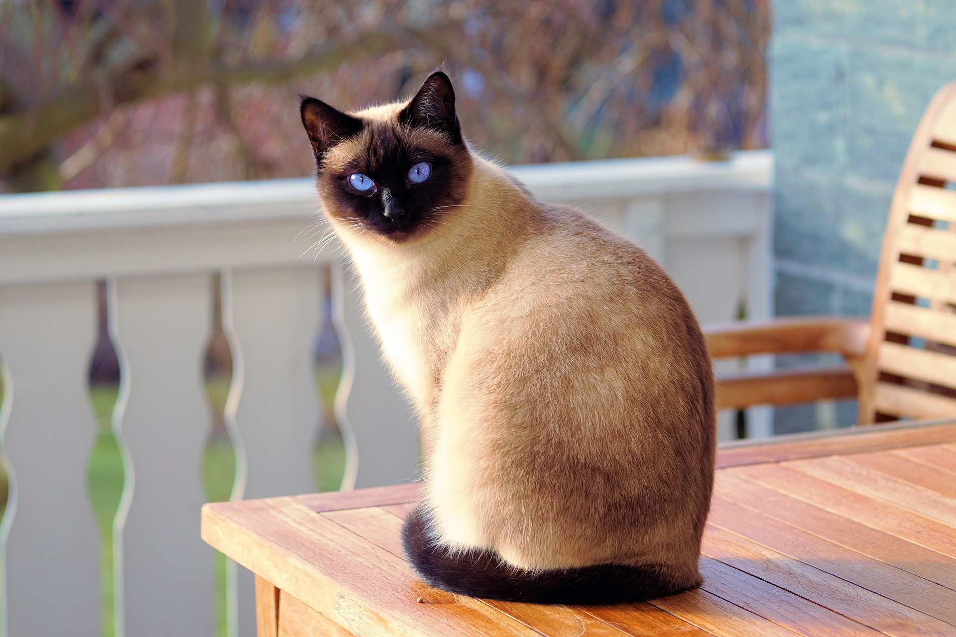 Siamese cat sitting on a table on a porch