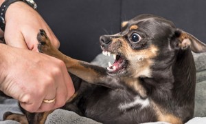 Small dog growling.