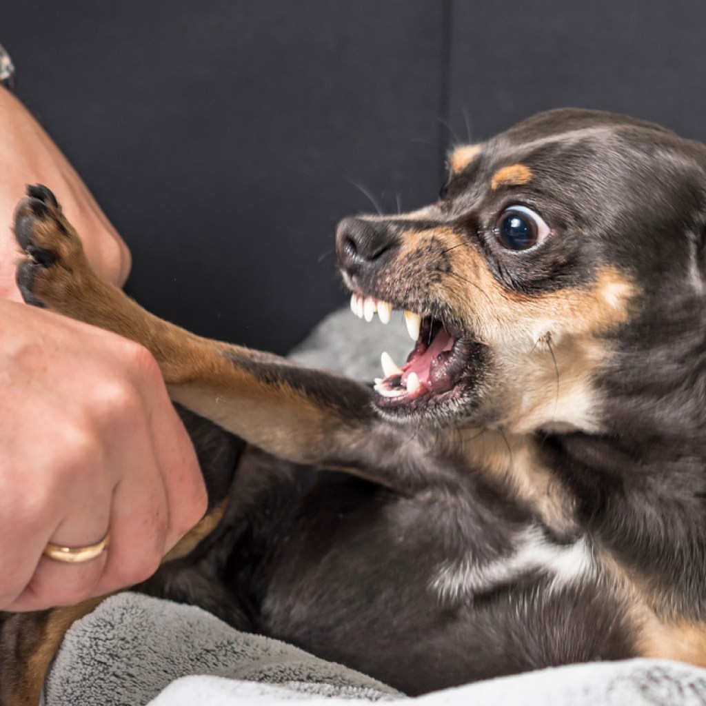 Small dog growling.