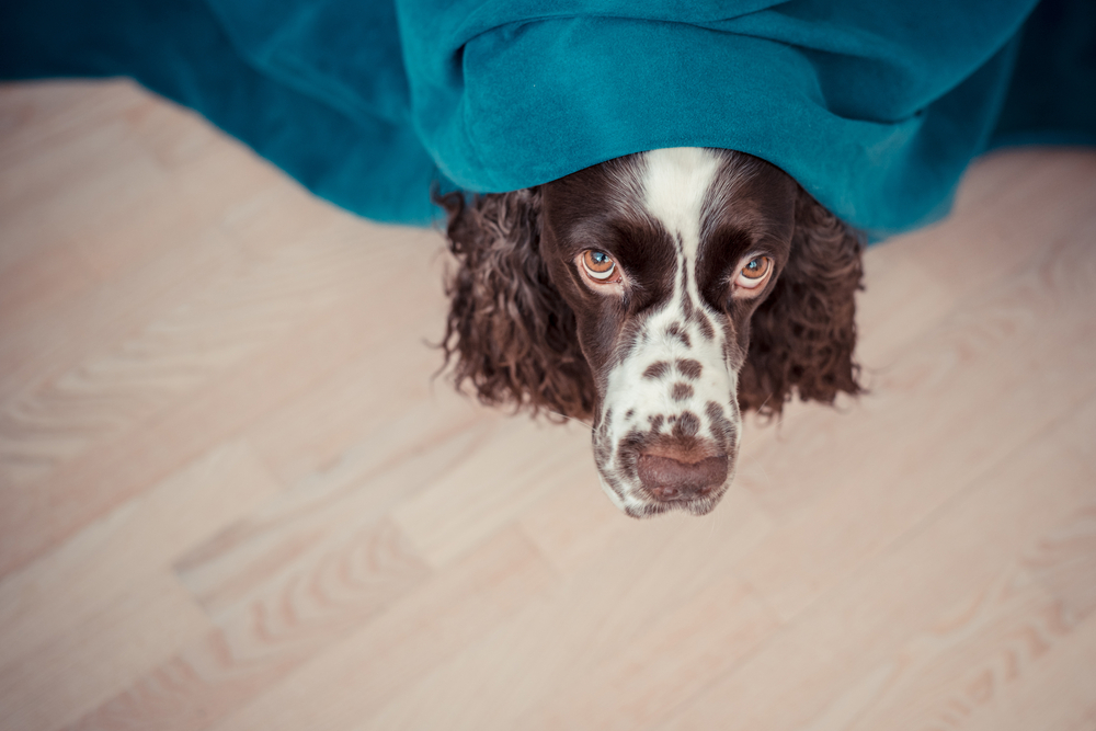A brown and white spaniel hiding under a teal blanket