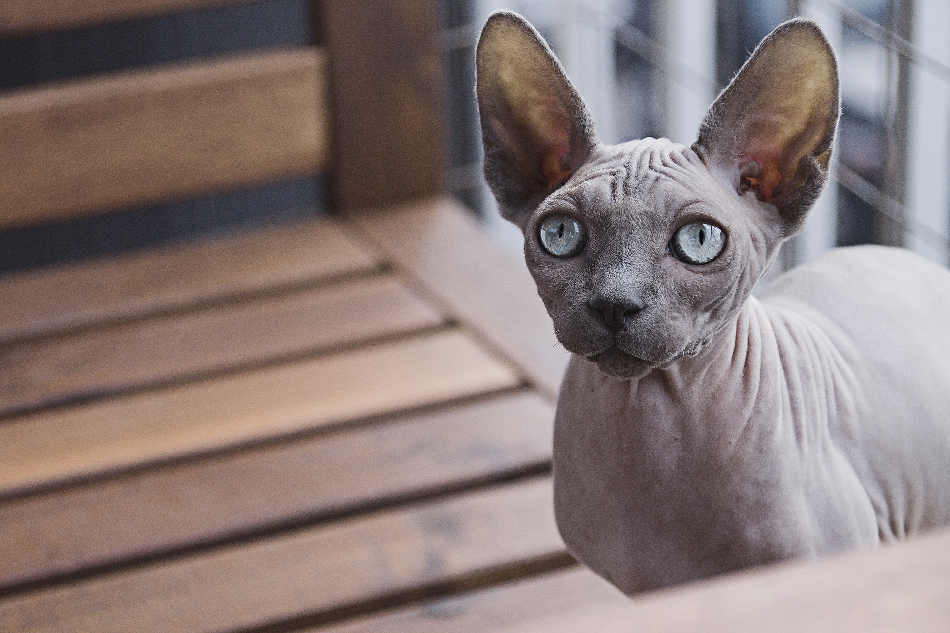 Sphynx cat sitting on a wooden bench