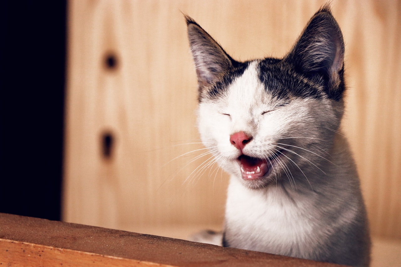 A tabby kitten with her eyes closed smiles and shows off her teeth.