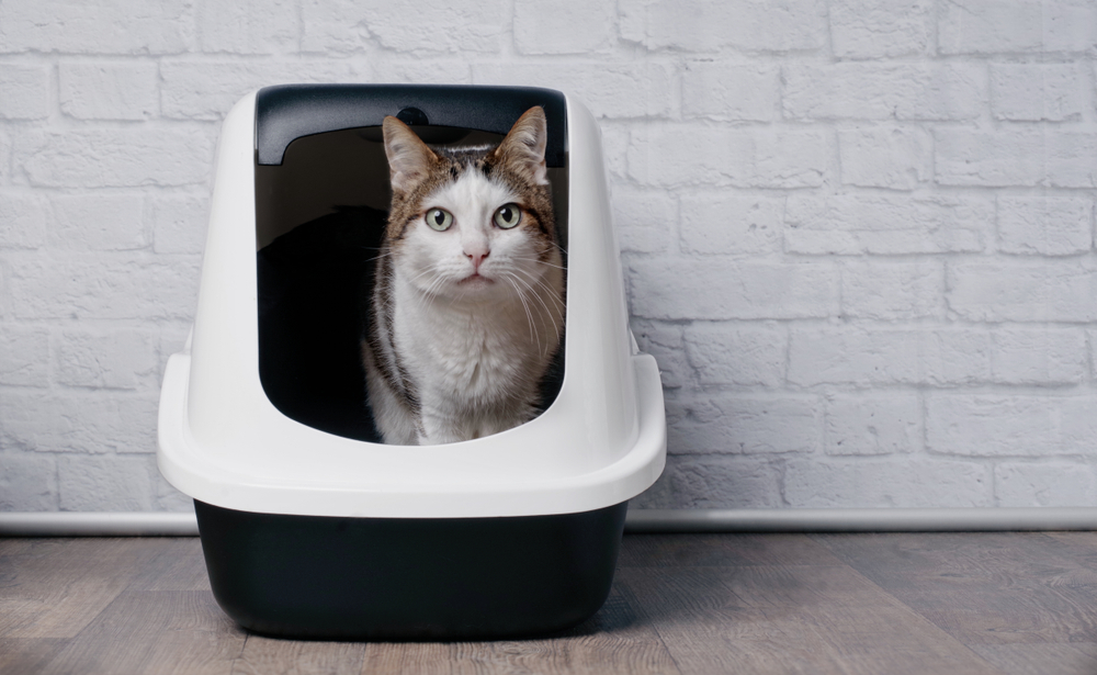 Tabby cat using a litter box