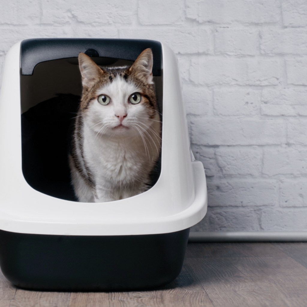 cat is peeing everywhere tabby sitting in a litter box and look to