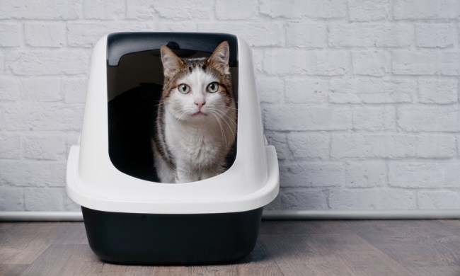 Tabby cat sitting in a litter box
