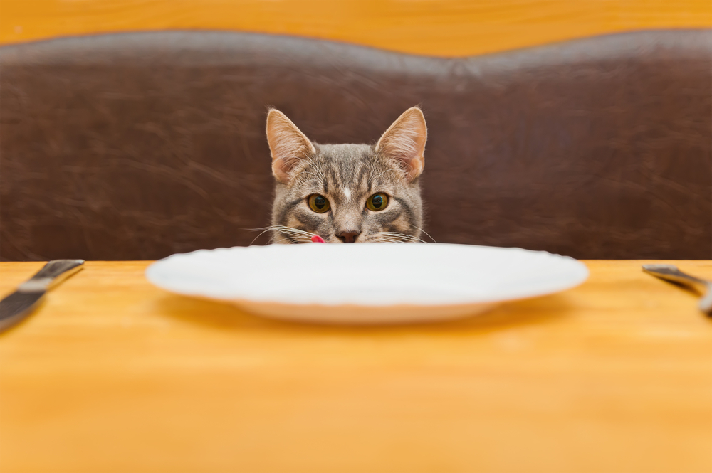 A tabby cat licks her lips while staring at an empty plate on a table.