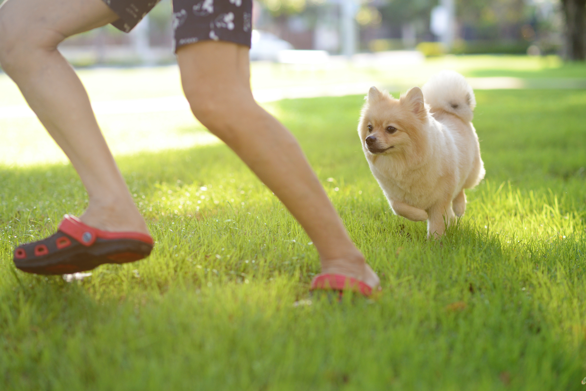A Pomeranian chases a man through the grass