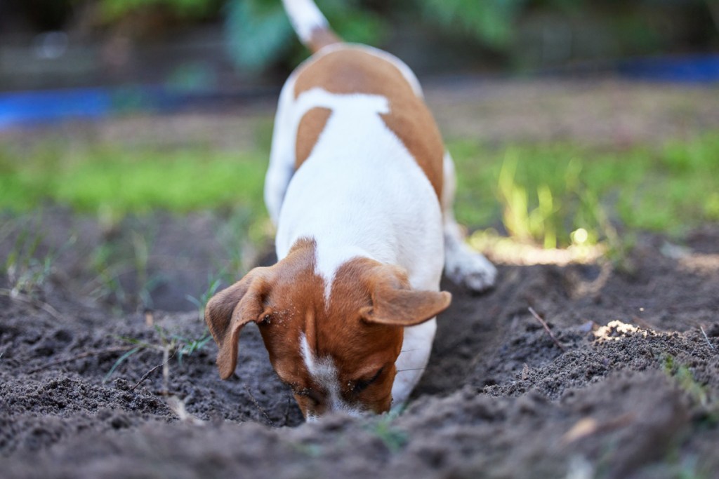 Terrier digging a hole in the backyard