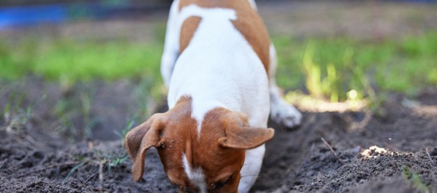 Terrier digging hole in backyard.