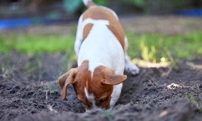 Terrier digging a hole in the backyard