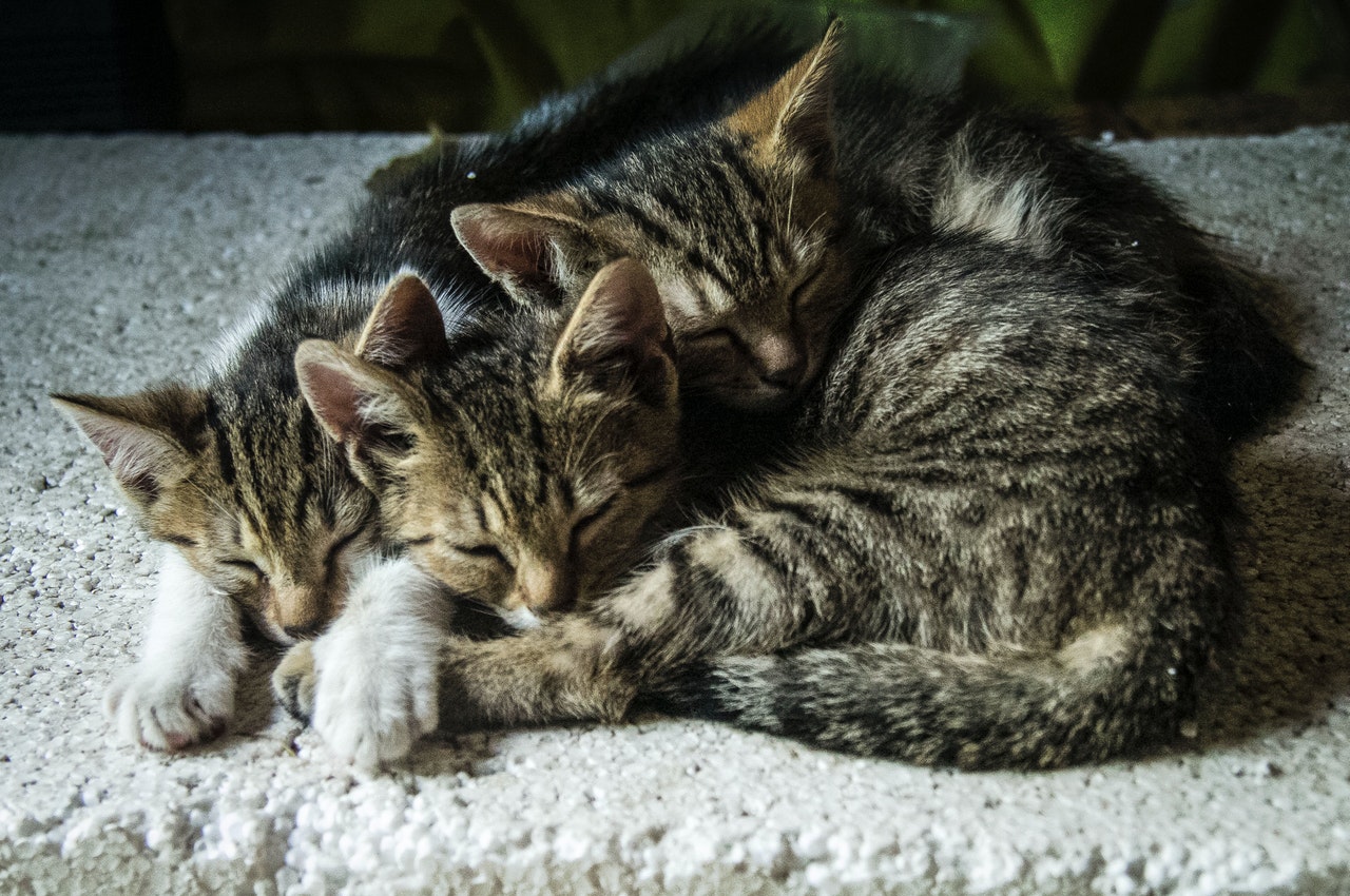 Three brown tabby kittens cuddling.