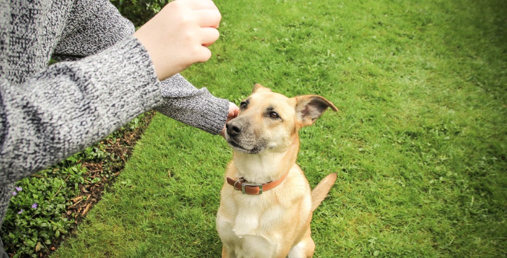 Using treats to train a dog.