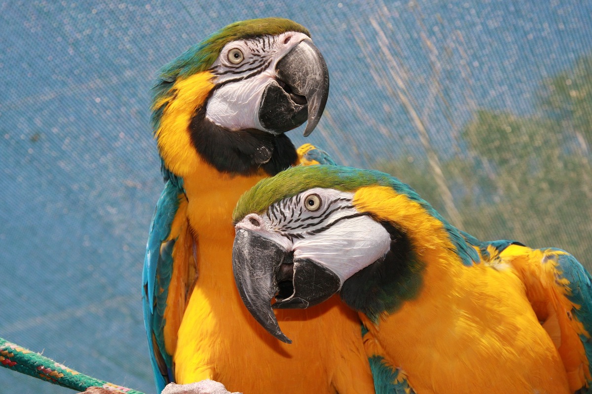 How Much Does A Bird Cost? | PawTracks