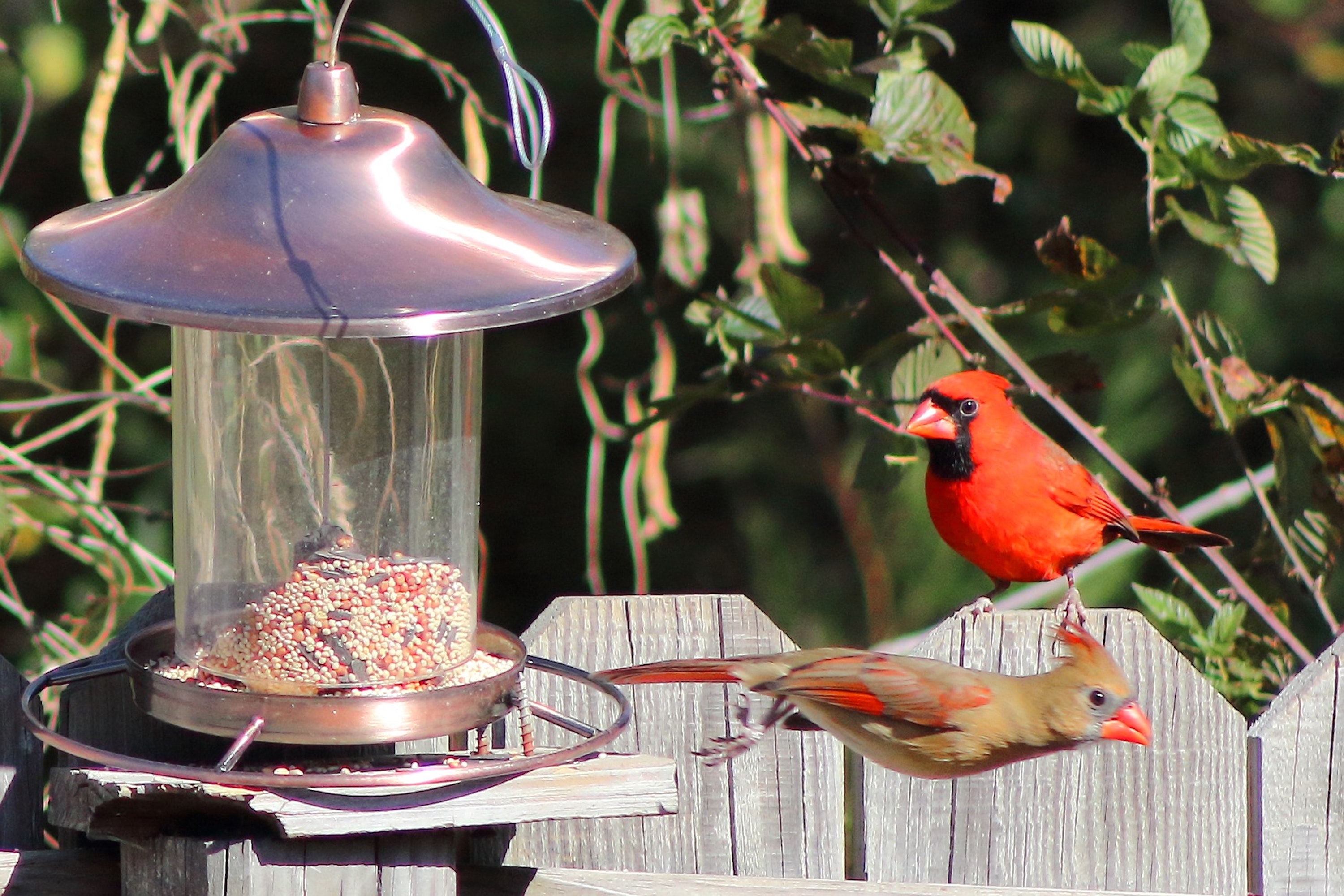 A male and female cardinal visit a bird feeder