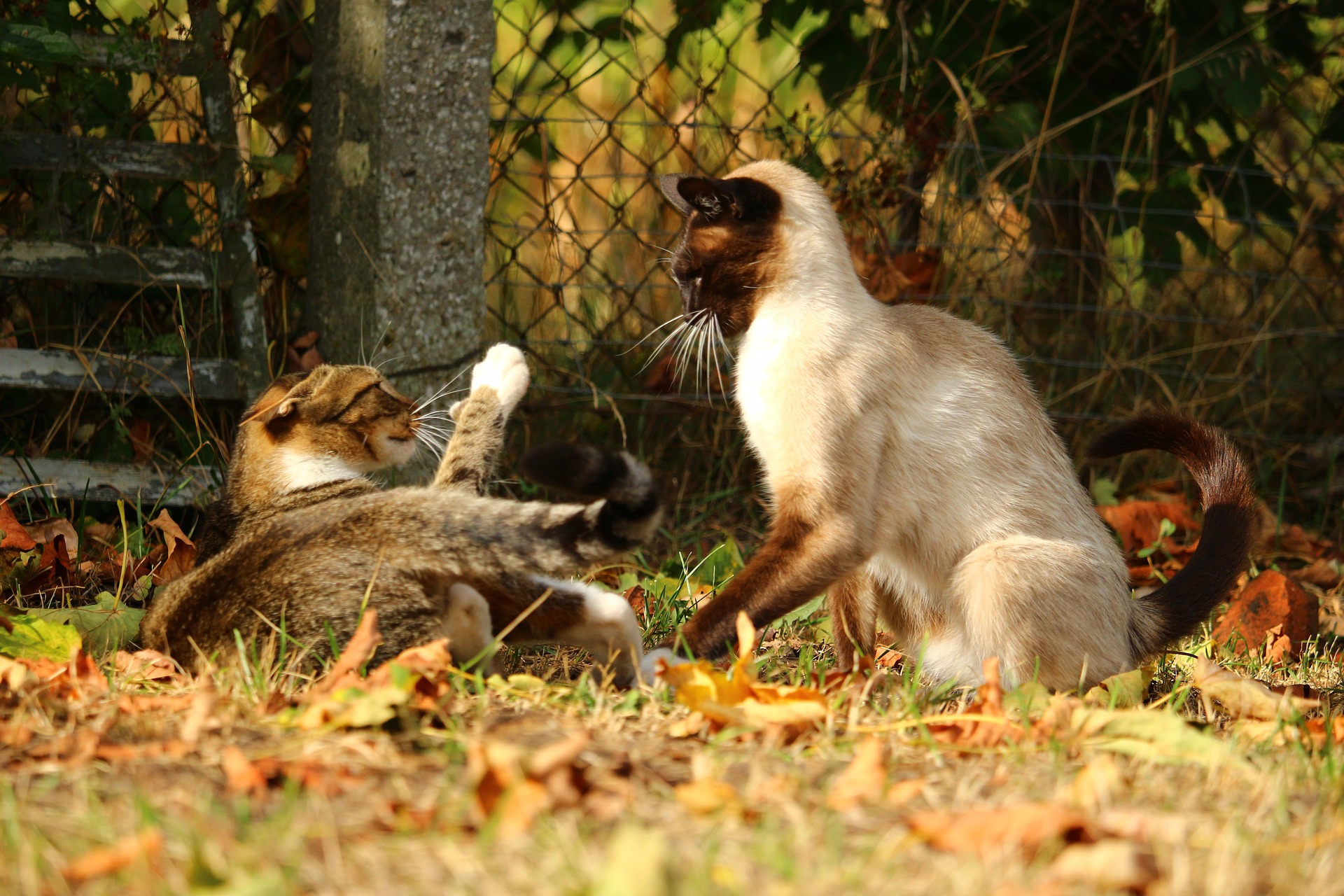 Two cats fighting in a yard