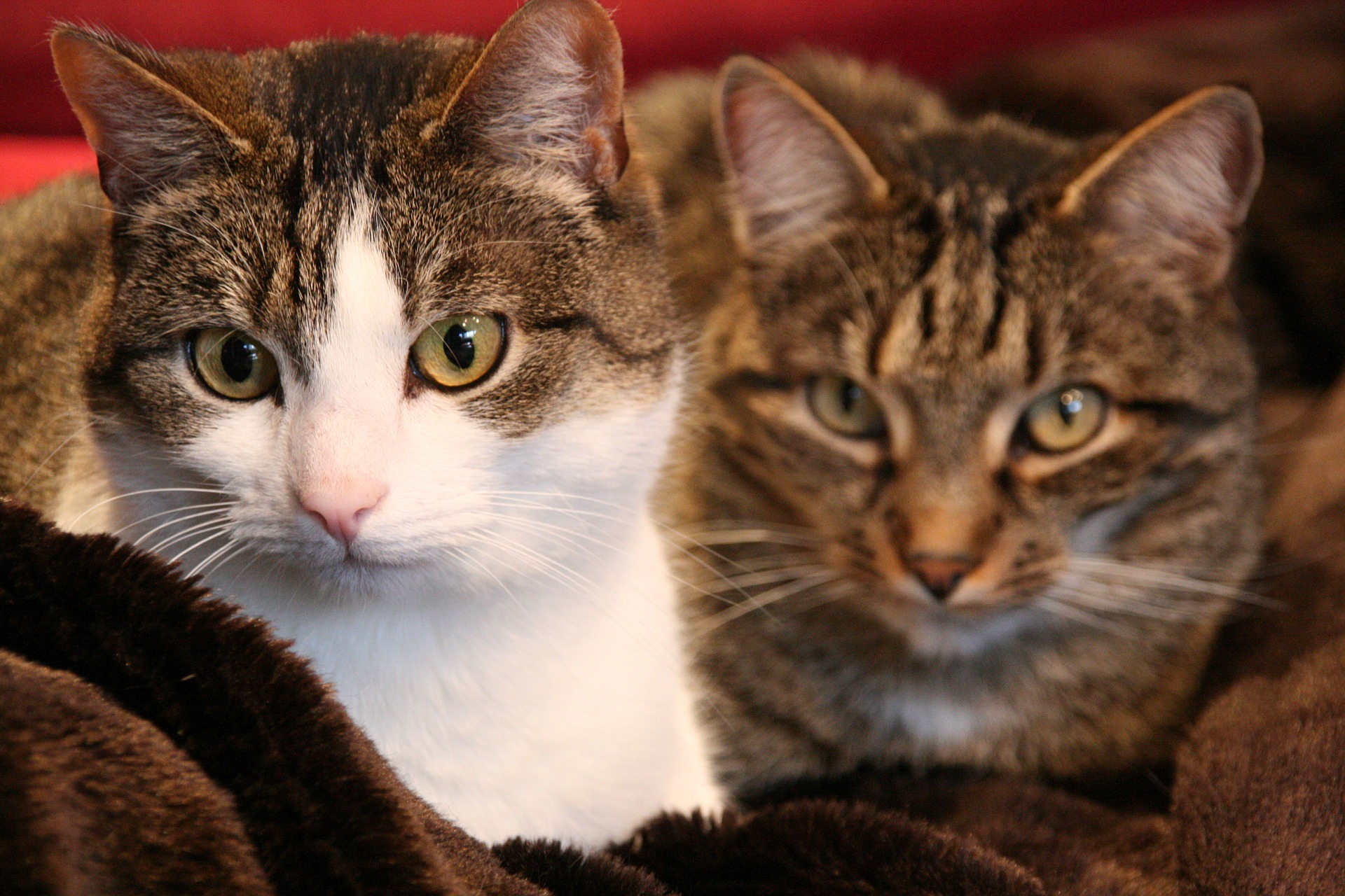 Two cats cuddling together on a brown blanket