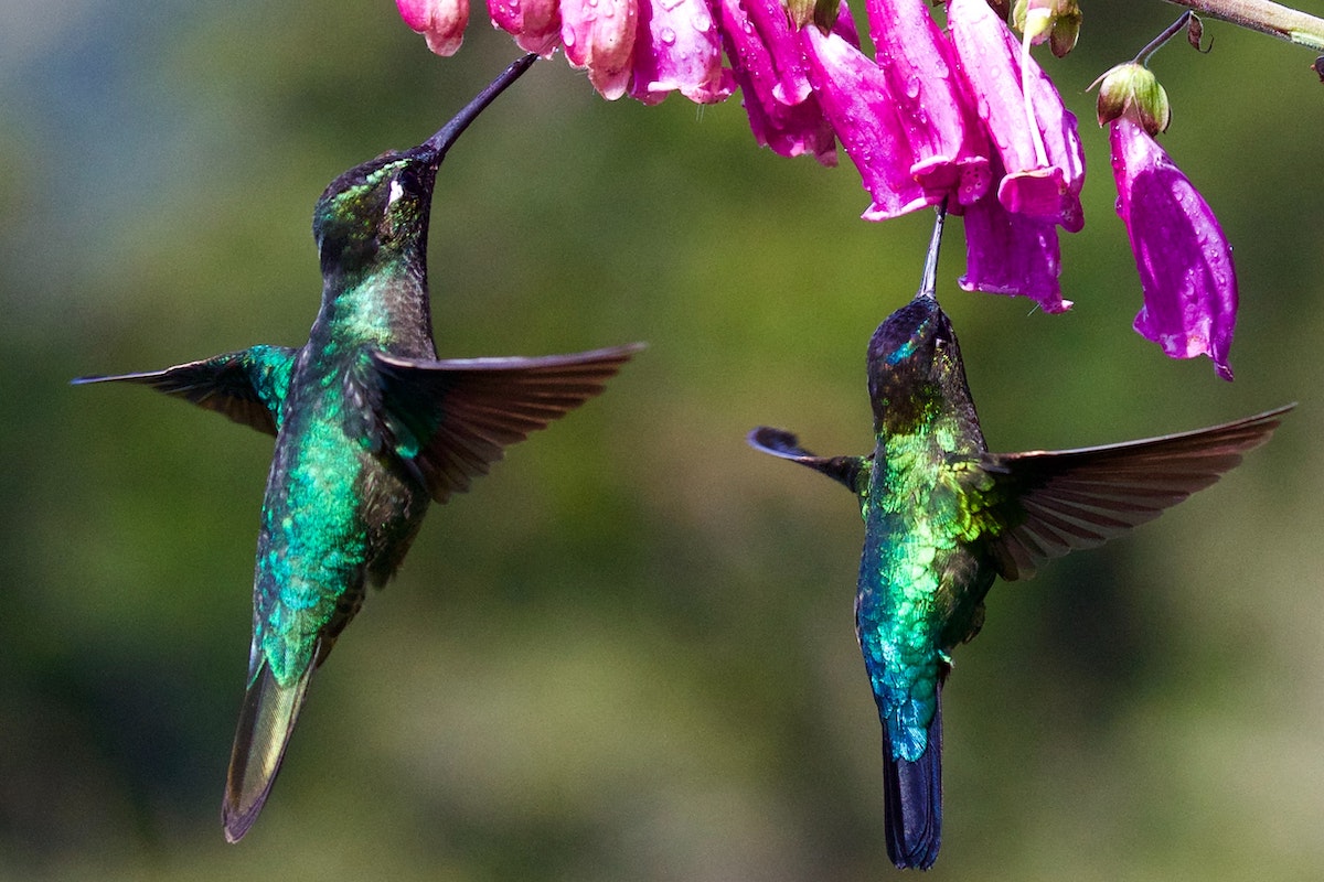 Two hummingbirds drink from a purple flower