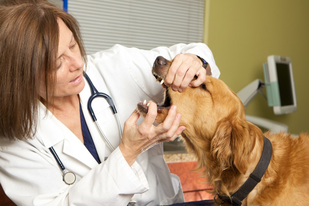 Veterinaras atidaro auksaspalvio retriverio burną, kad galėtų pasitikrinti