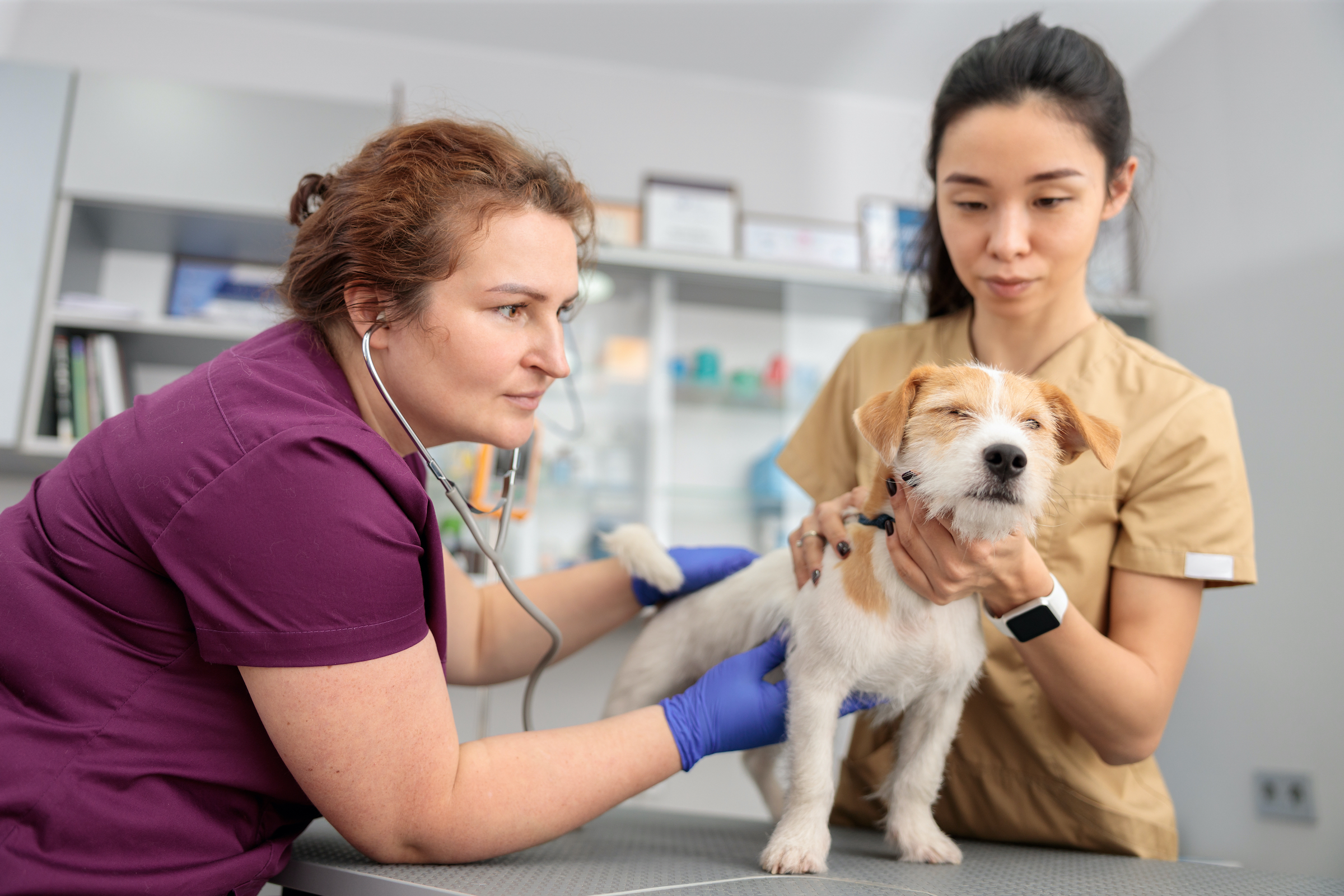 A veterinarian and assistant give a Jack Russell Terrier a checkup with a stethoscope.