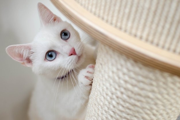 White cat playing with a scratching post