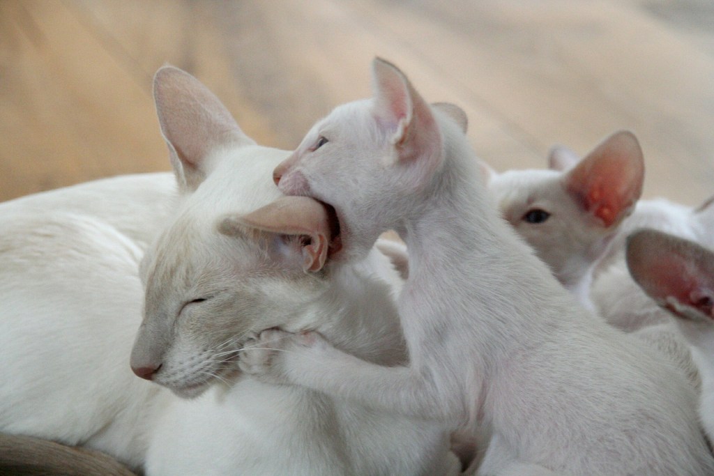 White kitten biting the base of its mothers ear