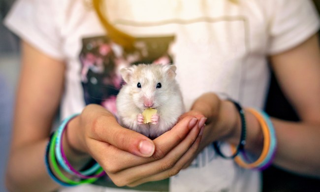 Woman holding a hamster eating a treat