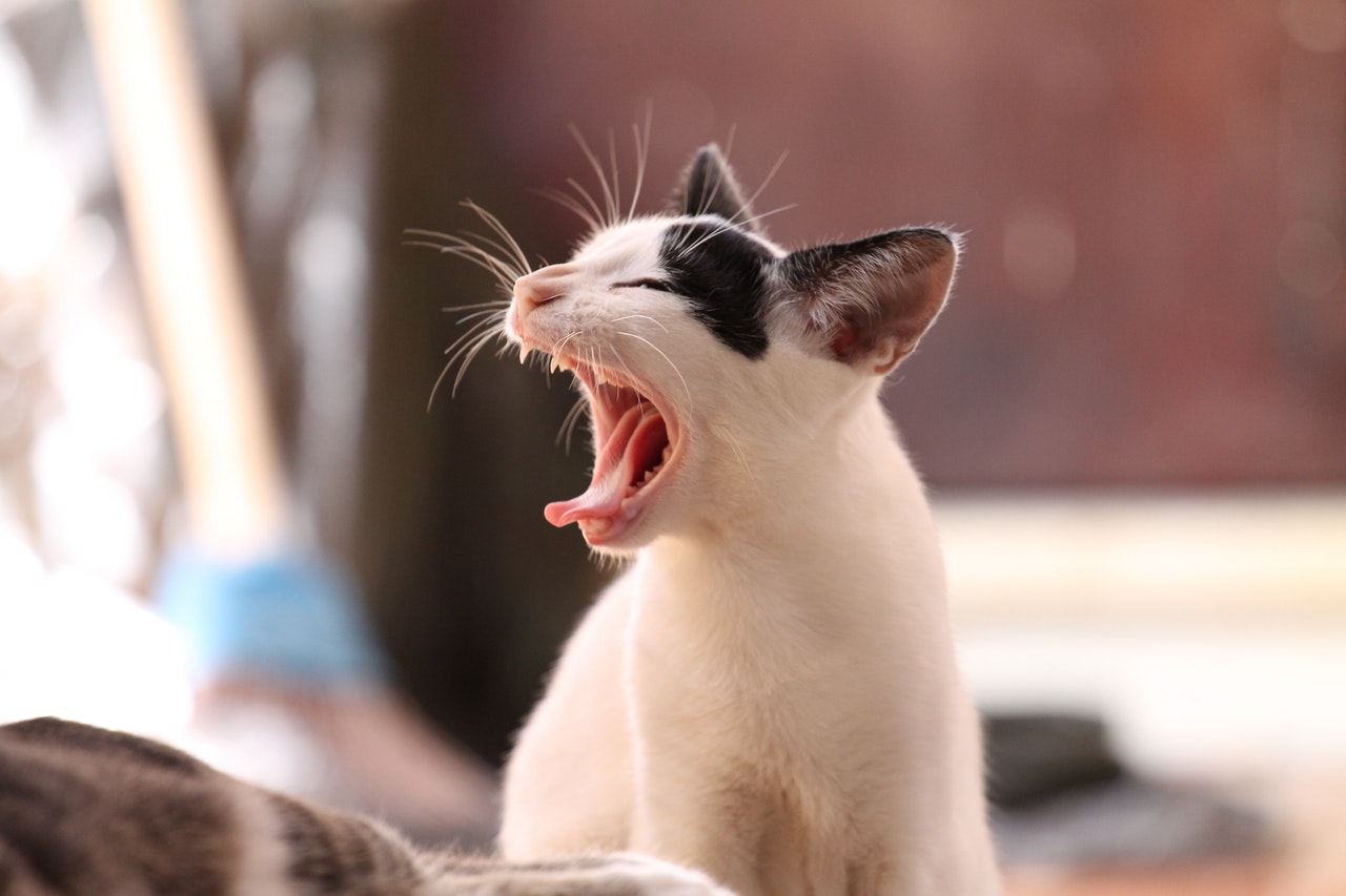 how-many-teeth-do-cats-have-probably-more-than-you-think-pawtracks