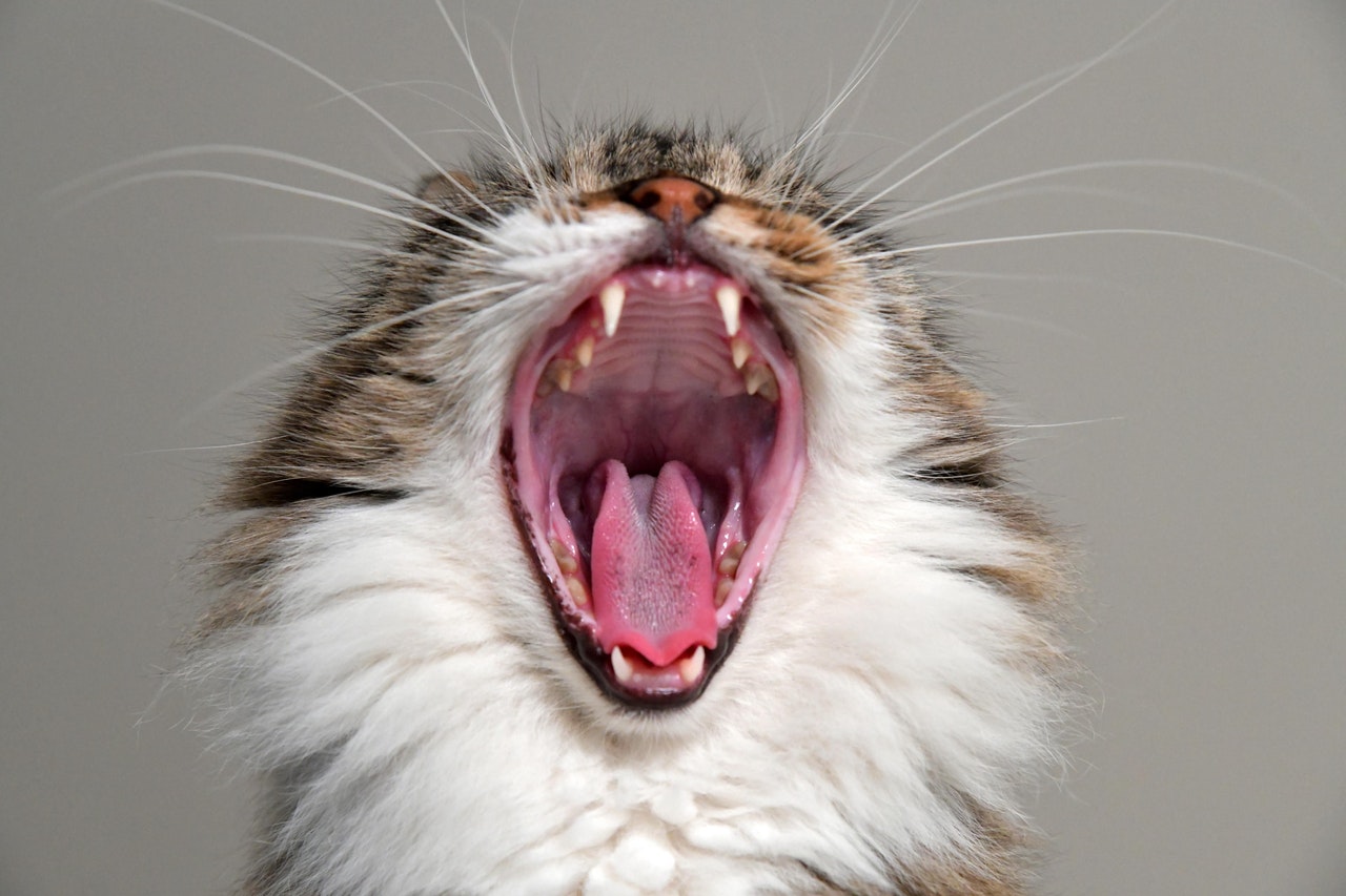 A closeup of a yawning long-haired cat.