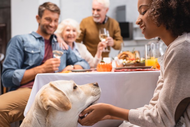 Yellow lab begs at the Thanksgiving table