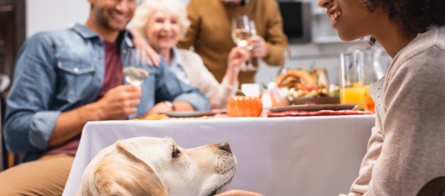 Yellow lab begs at the Thanksgiving table