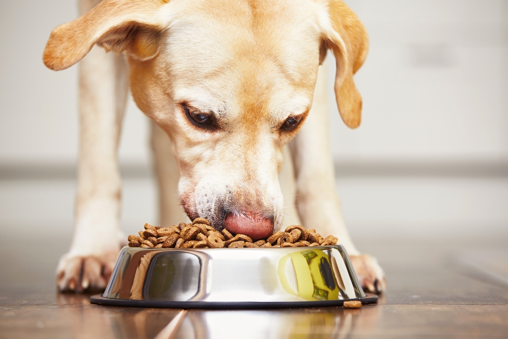 A yellow Labrador retriever eats dry kibble from a bowl.