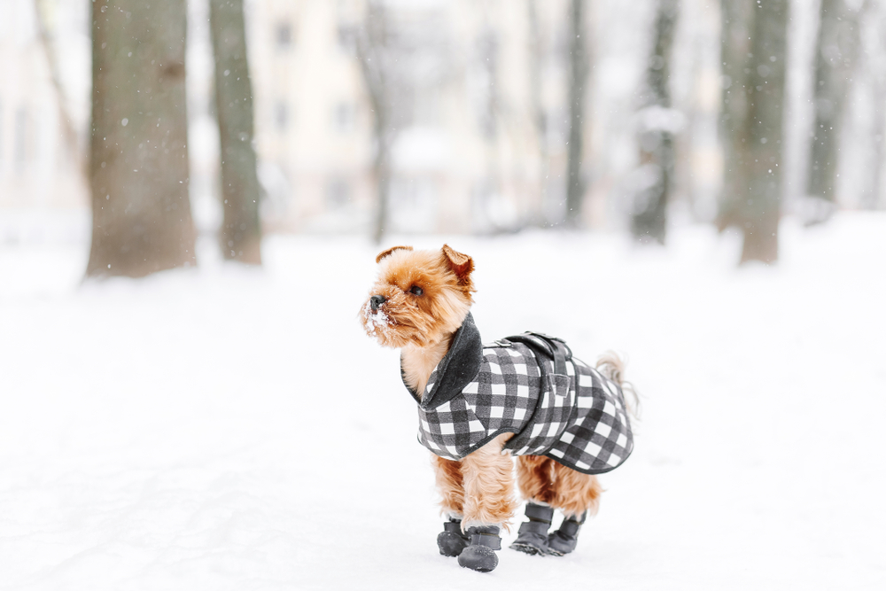 A Yorkshire terrier stands outside in the snow wearing a coat and booties