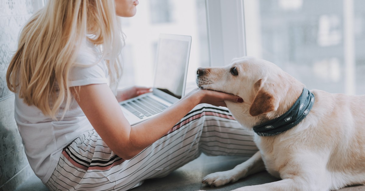 Why Does Your Dog Follow You Everywhere PawTracks