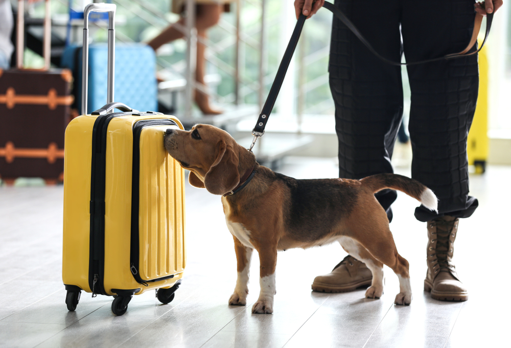 A beagle sniffing a bright yellow suitcase.
