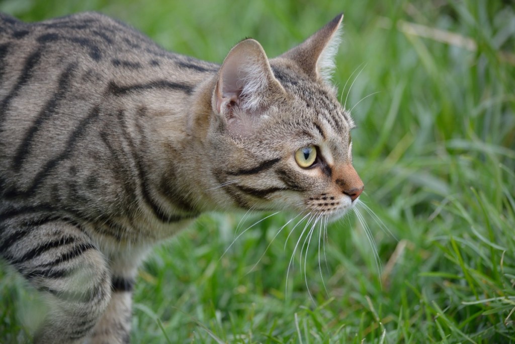 pilka tabby katė, medžiojanti žolėje