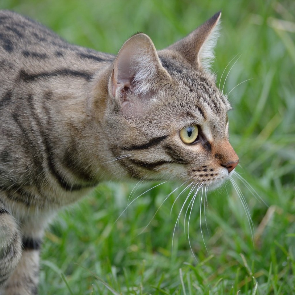 a gray tabby cat hunting in grass