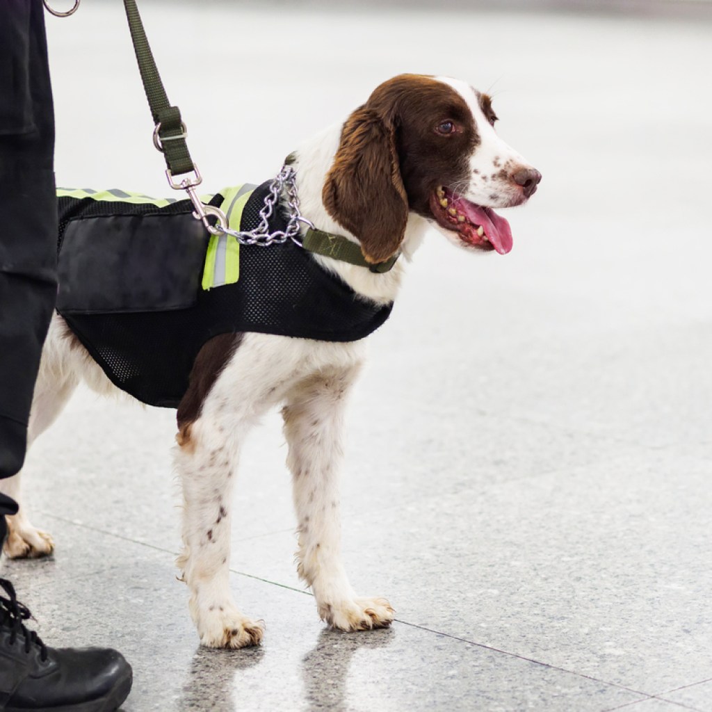 A springer spaniel sniffer dog wearing a work vest.