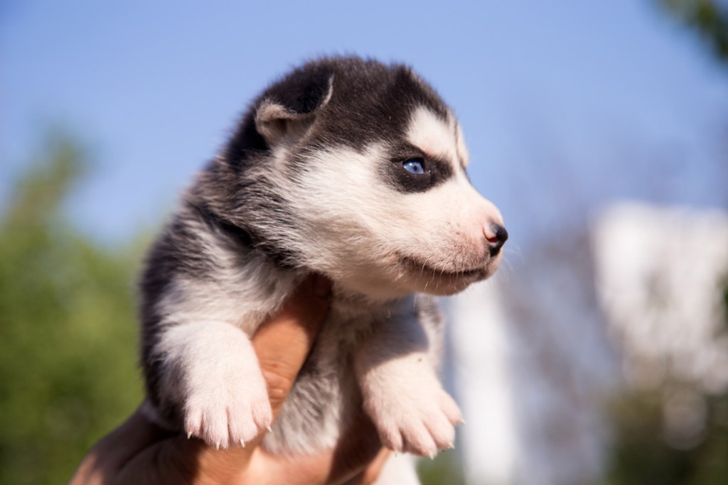 Adorable husky puppy being held in hand