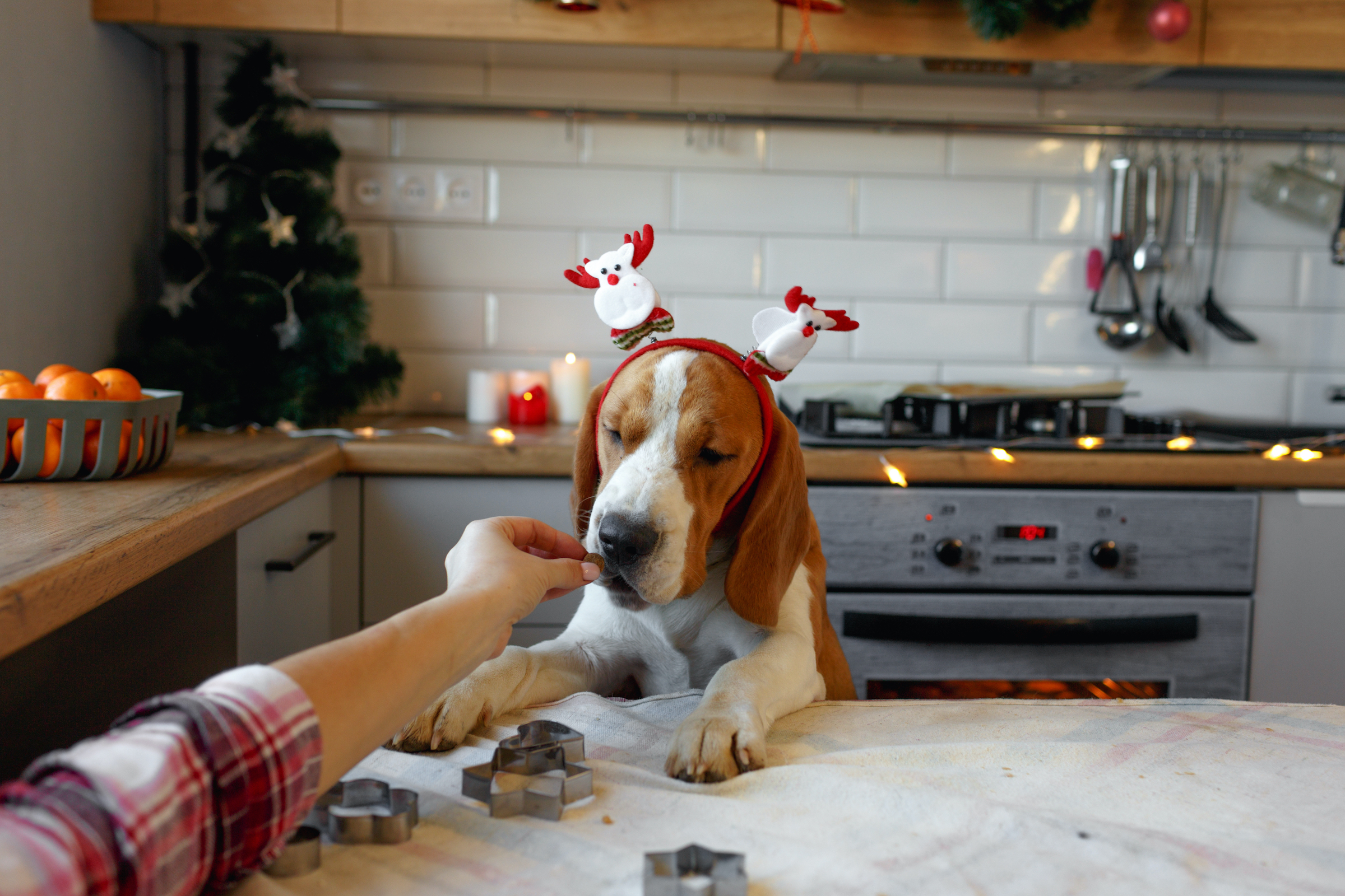 Can Dogs Eat Christmas Foods? What to Know This Holiday PawTracks