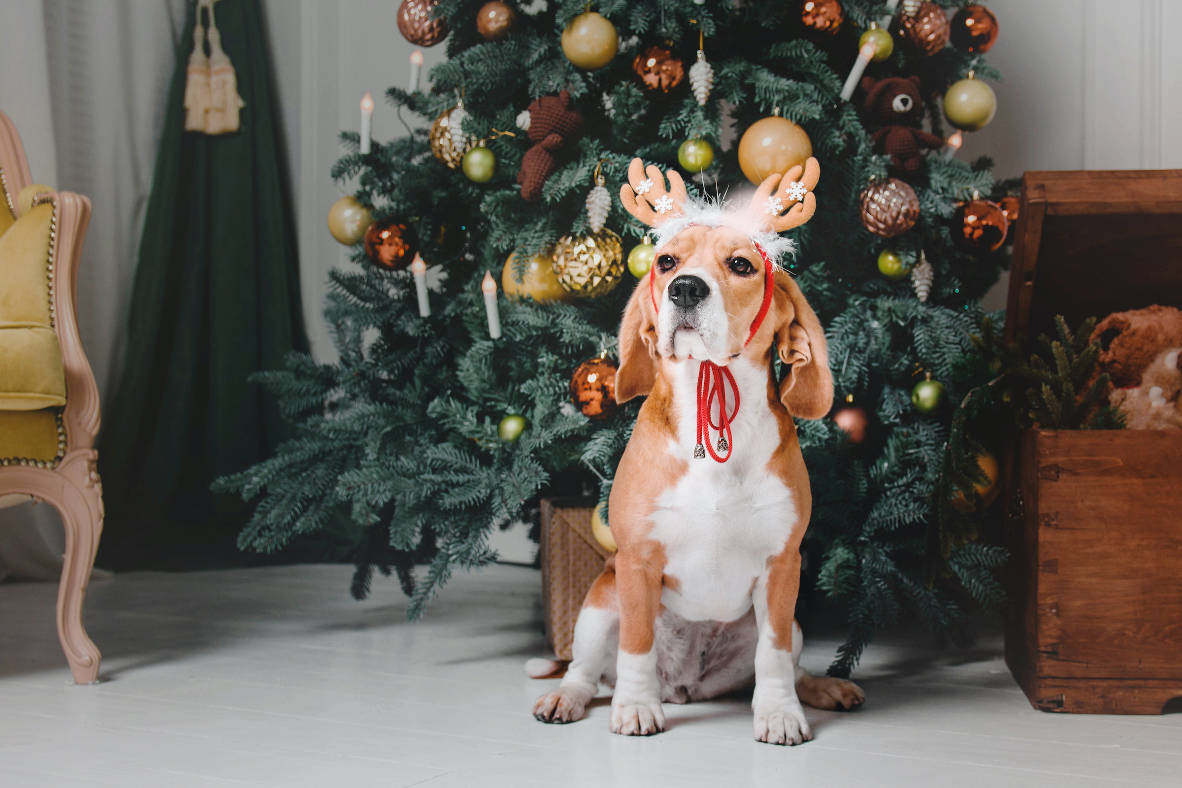 A beagle wearing reindeer antlers sits in front of a Christmas tree in the living room