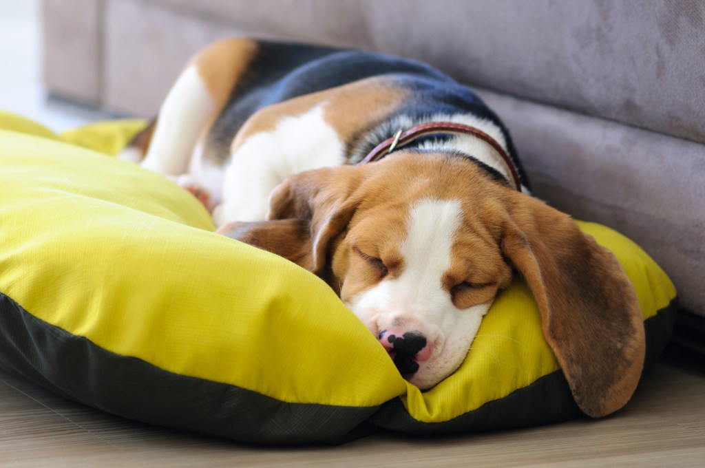 Beagle puppy sleeping in a dog bed