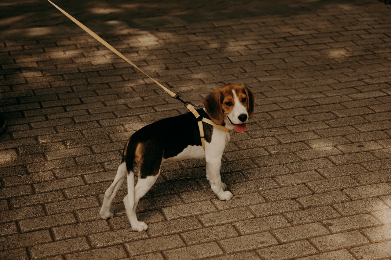 A beagle walking on a harness and leash.